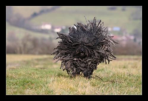 puli023yg1-copie-1.jpg